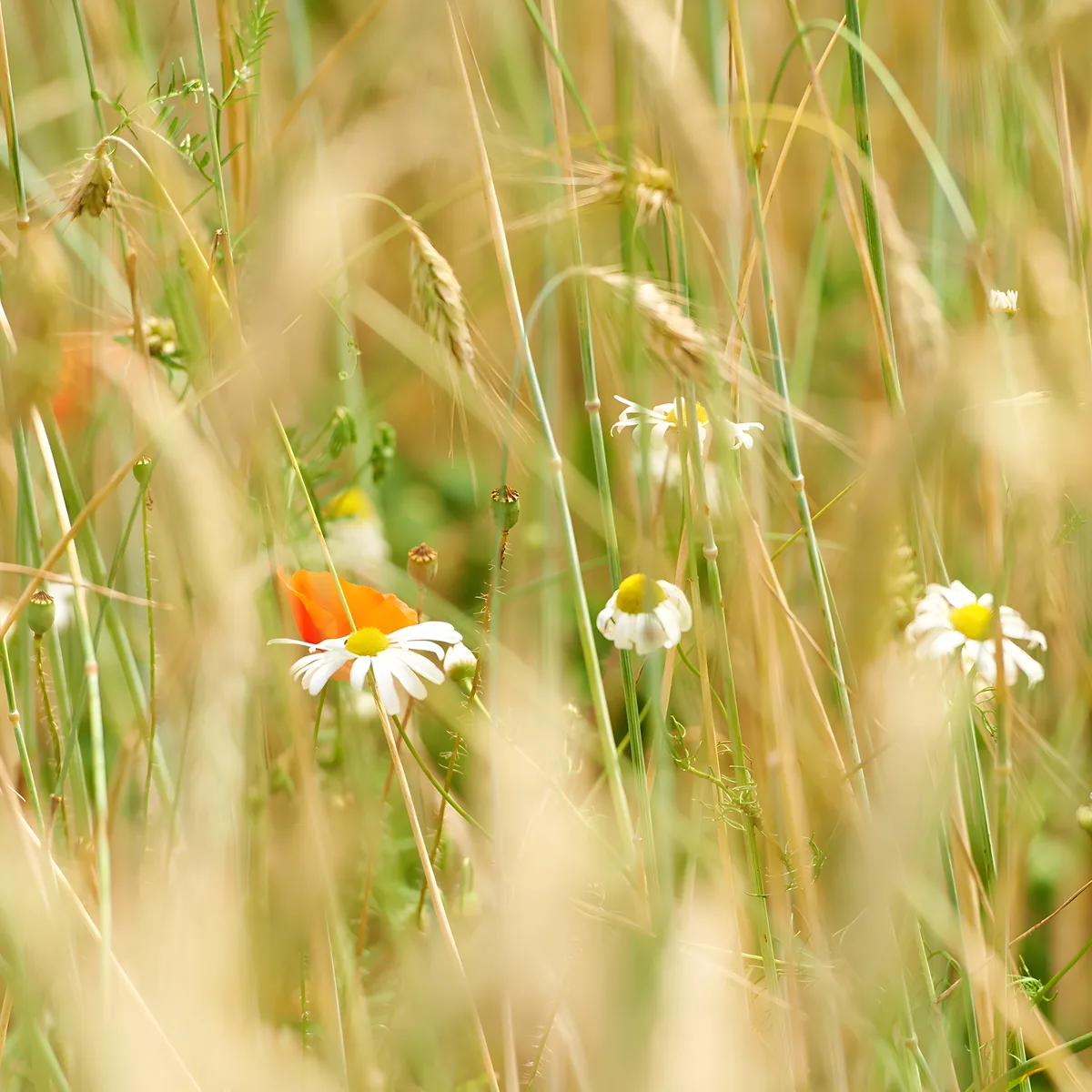 Kamillenblüten im Getreidefeld