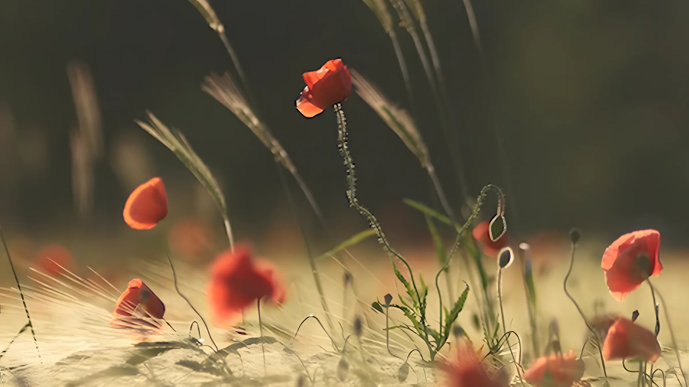 Mohnblüten im Getreidefeld